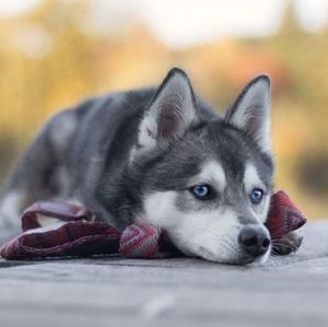 Meet your Posher, Marvin